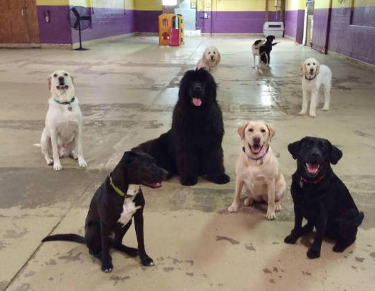 Doggie Daycare at Morgan's Paws Pet Care Center